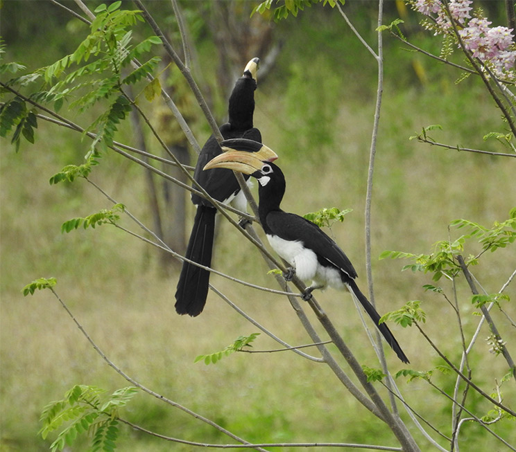 Birdwatching in Buduruwagala