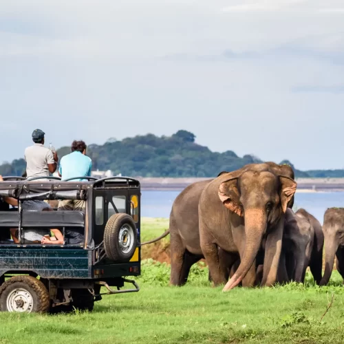 Udawalawe National Park