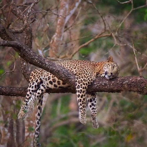 Embrace the Wild , Unforgettable Yala Safari Adventures from Little Rose Inn