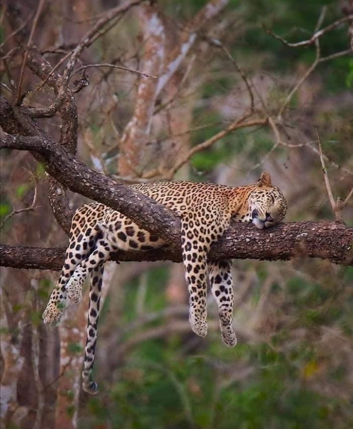 Embrace the Wild , Unforgettable Yala Safari Adventures from Little Rose Inn