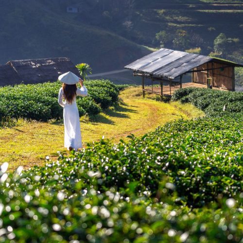 Tea Trails and Scenic Tales , A Day Adventure to Haputale from Little Rose Inn