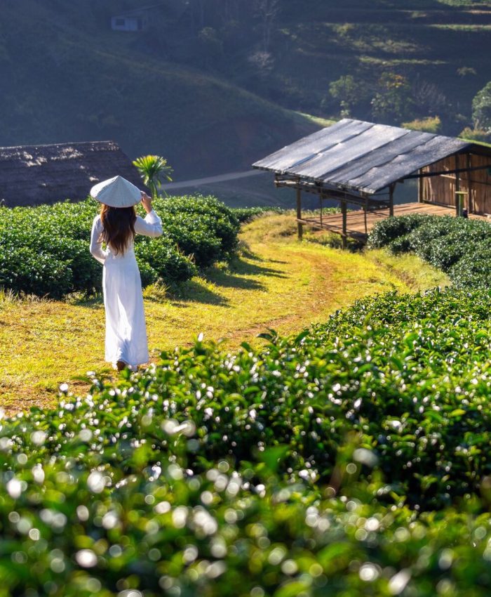 Tea Trails and Scenic Tales , A Day Adventure to Haputale from Little Rose Inn