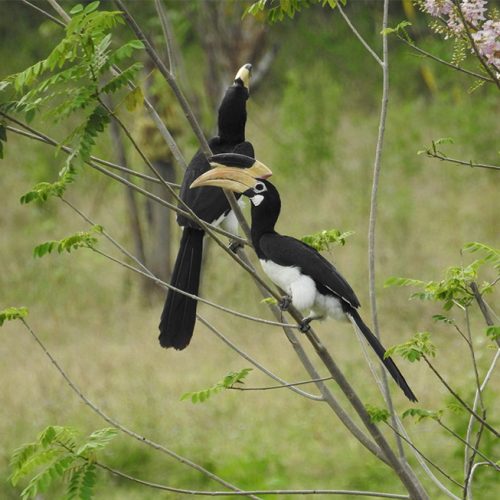 Birdwatching in Buduruwagala