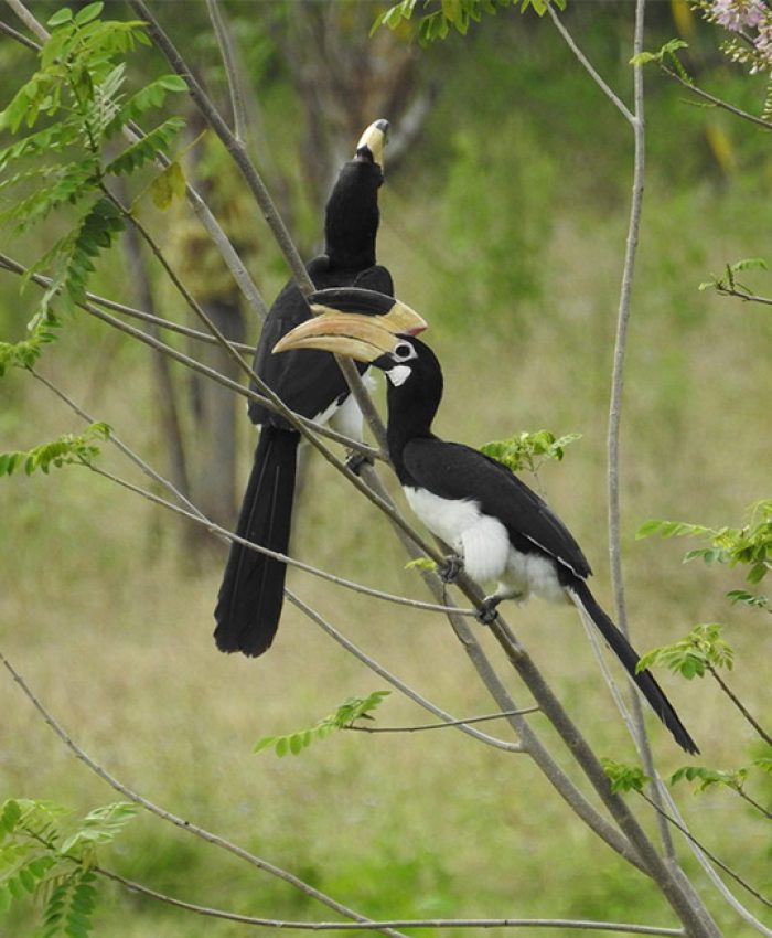 Birdwatching in Buduruwagala